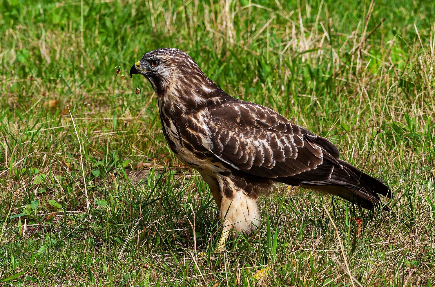 Habicht (Accipiter gentilis)