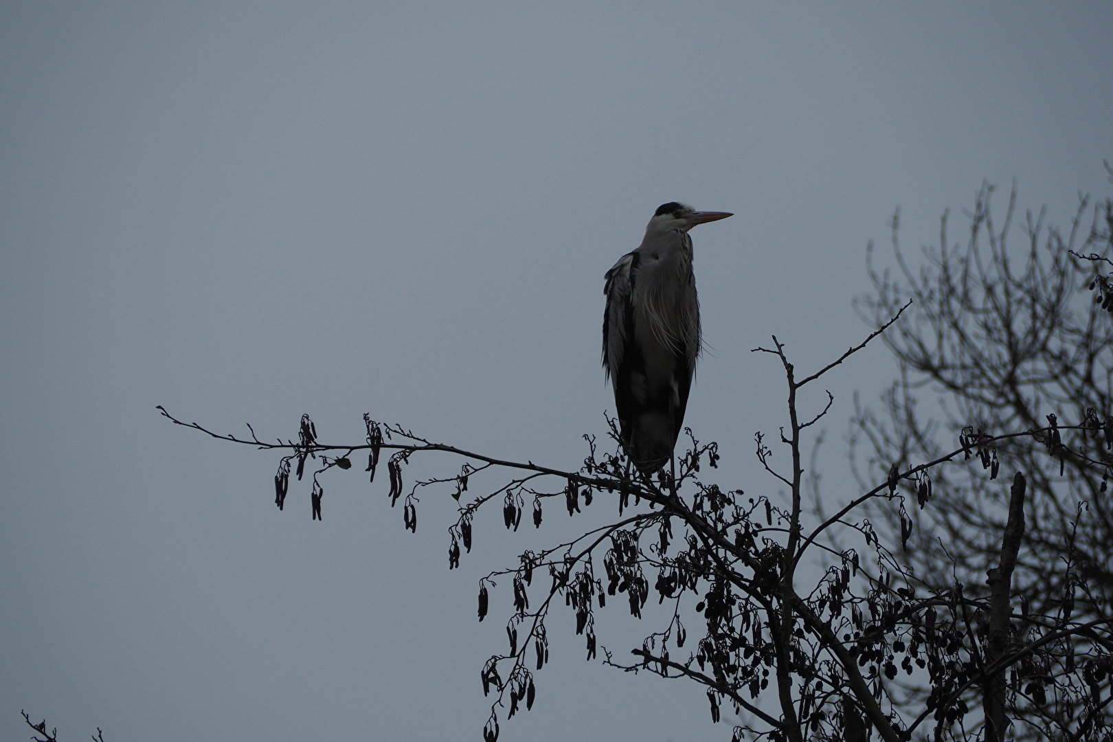 Vögel