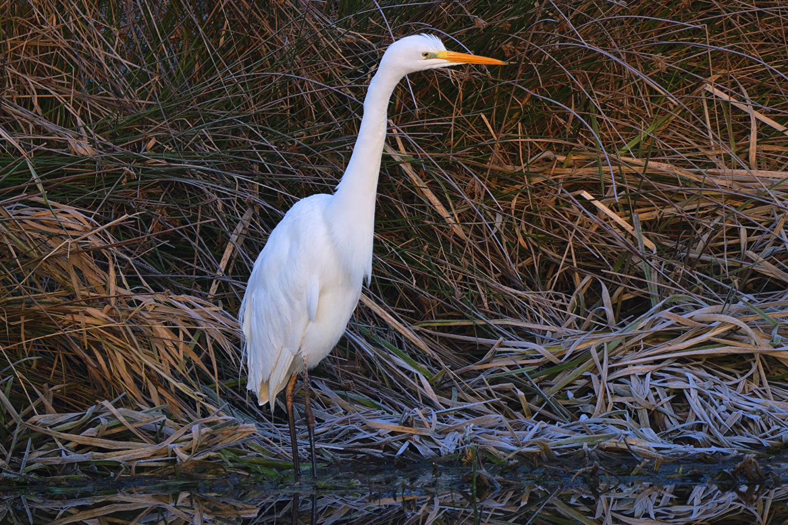 Silberreiher