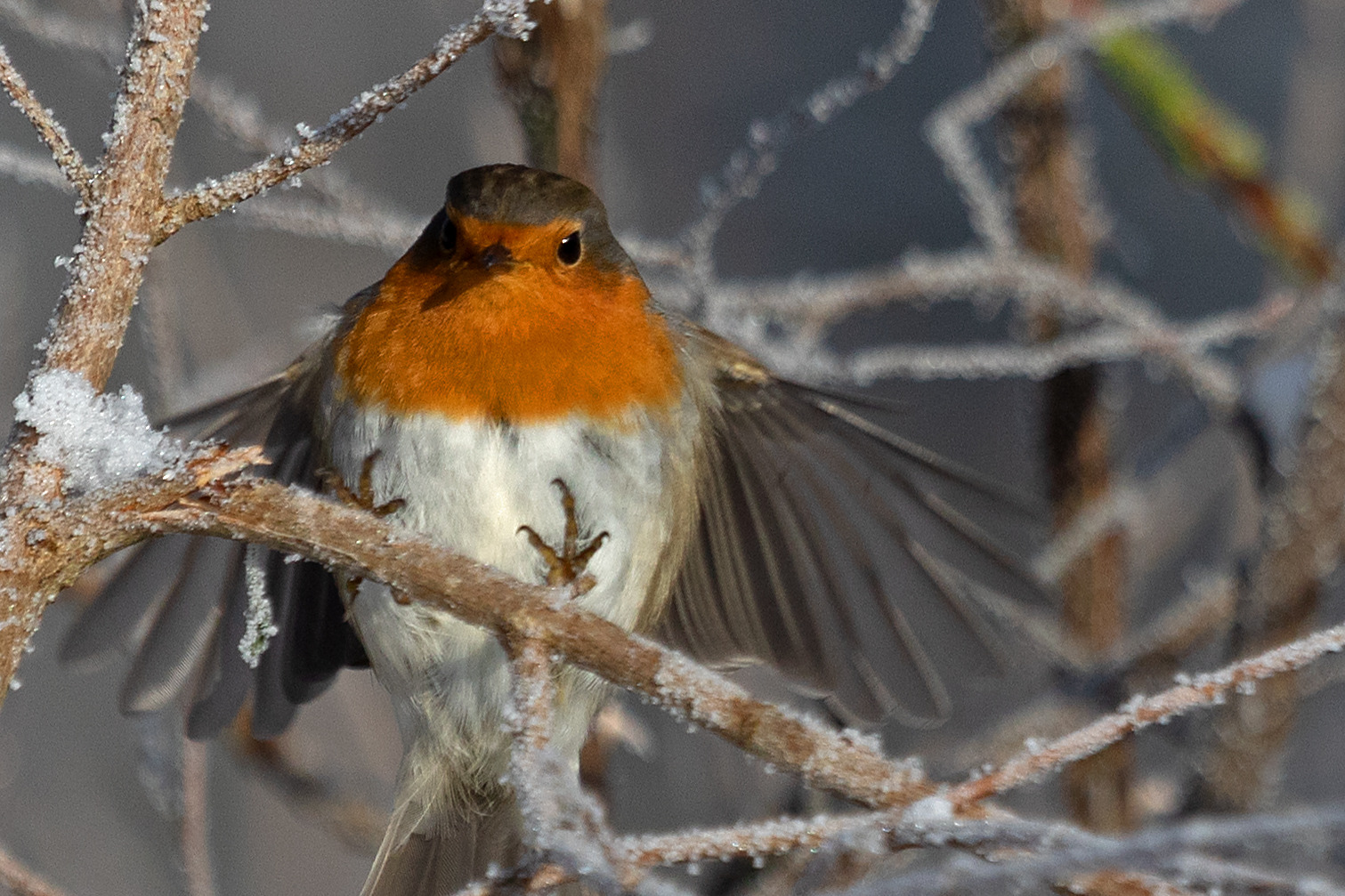 Ein Farbtupfer im grauen Alltag