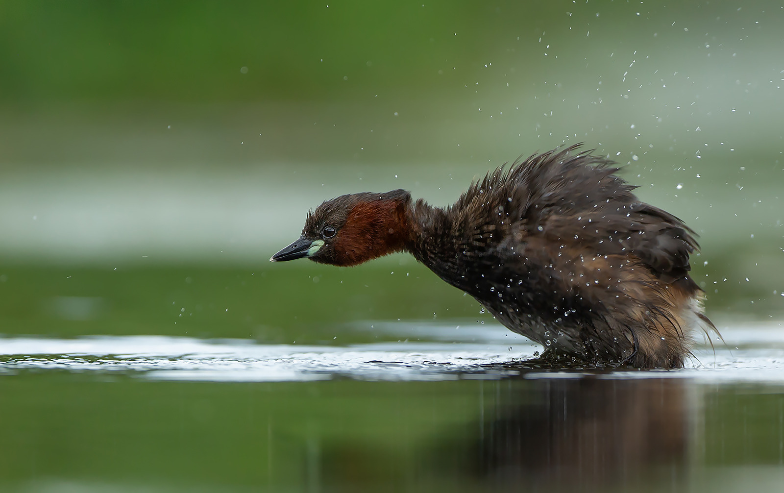 Auf Augenhöhe mit einem Zwergtaucher