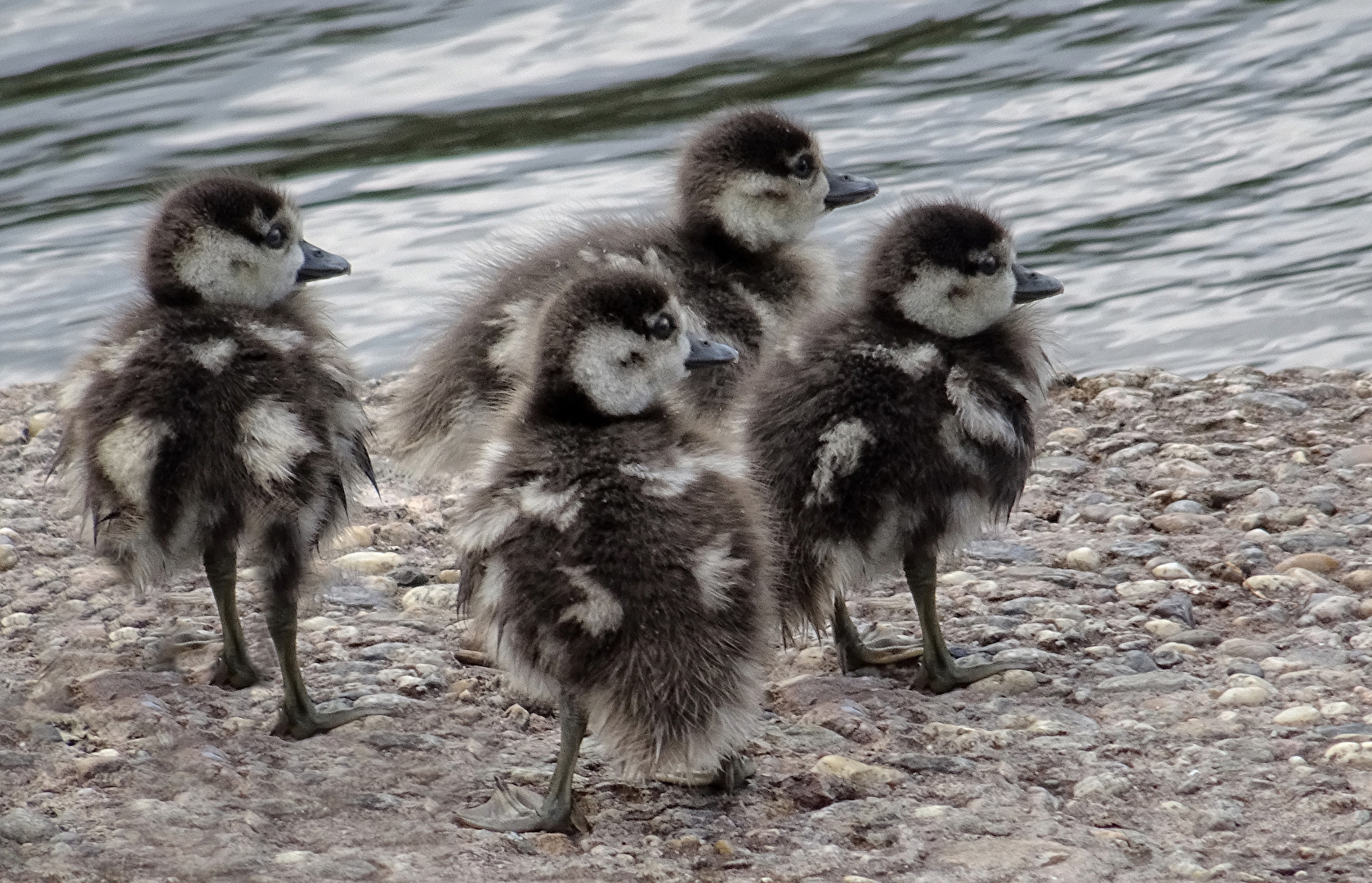 Die furchtlosen Vier