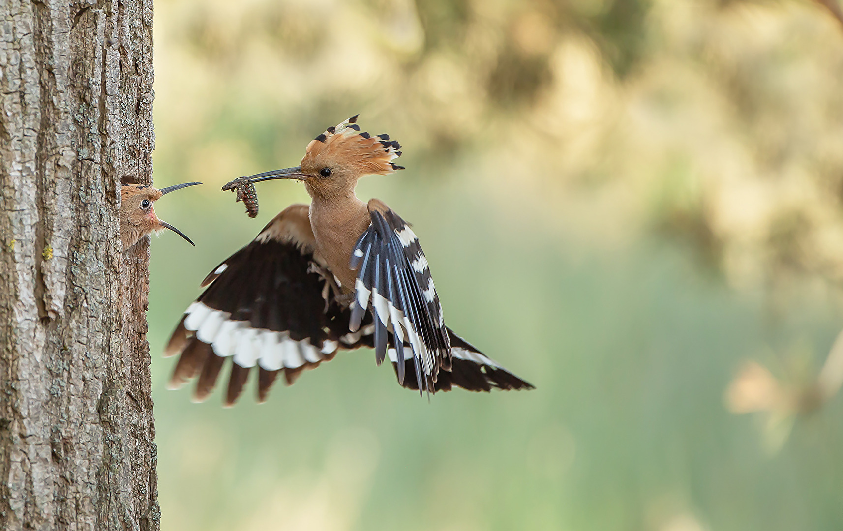 Hoopoe