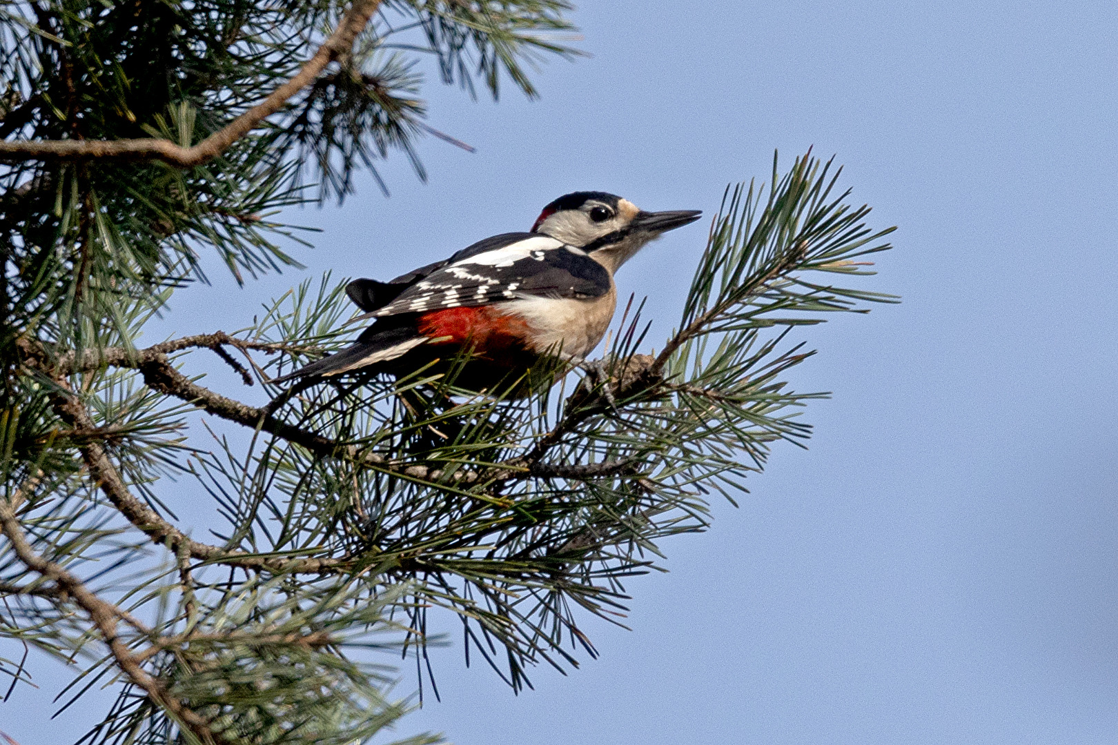 Buntspecht in Beobachtungsposition