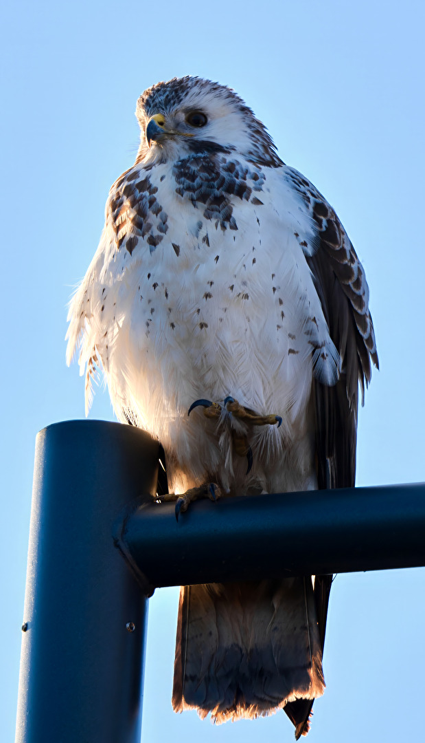 Heller Mäusebussard
