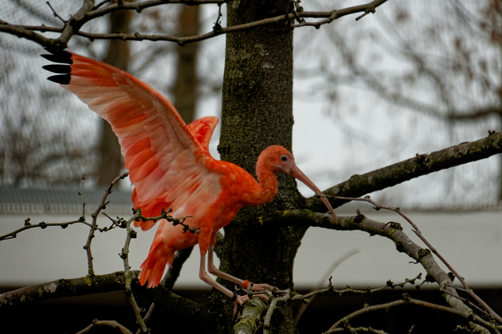 Ibis