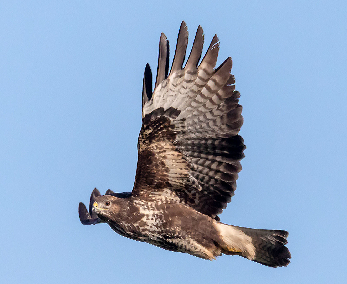 Bussard im vorbei Flug