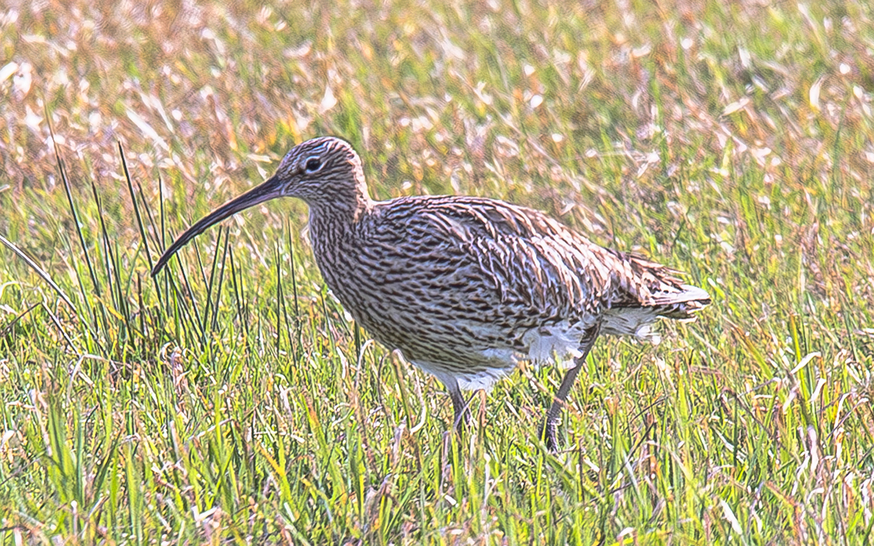 Grosser Brachvogel