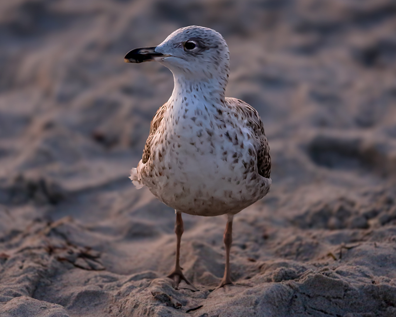Die Abendsonne genießen . . . .