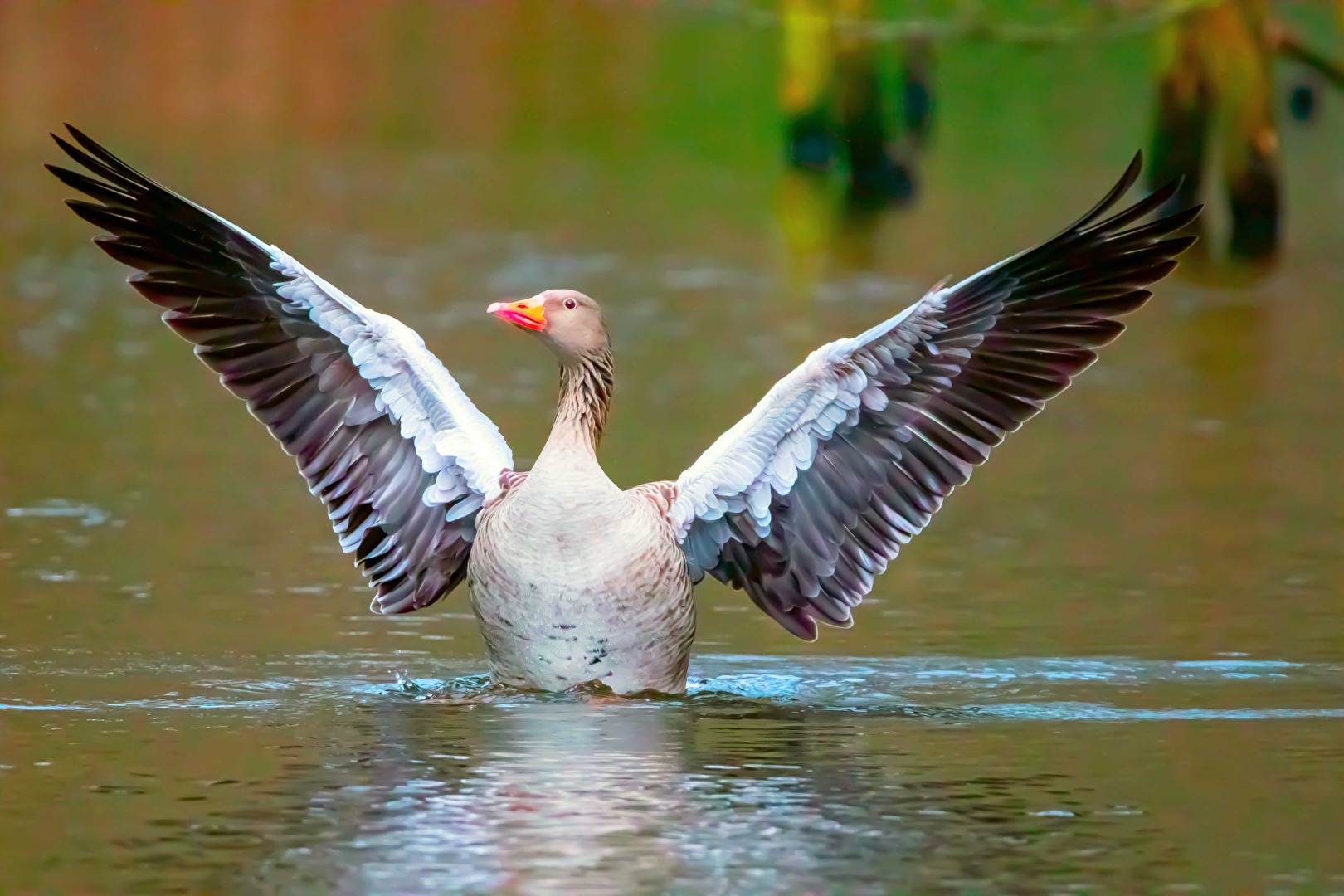 Graugans in Morgenstimmung