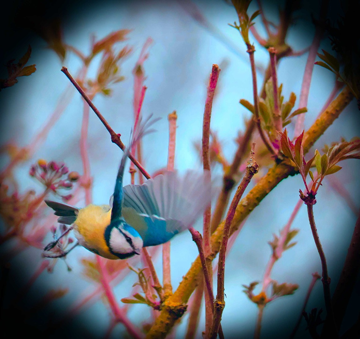 Eine Blaumeise im Anflug