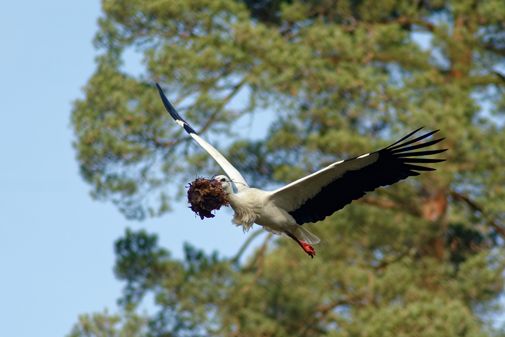 Storch