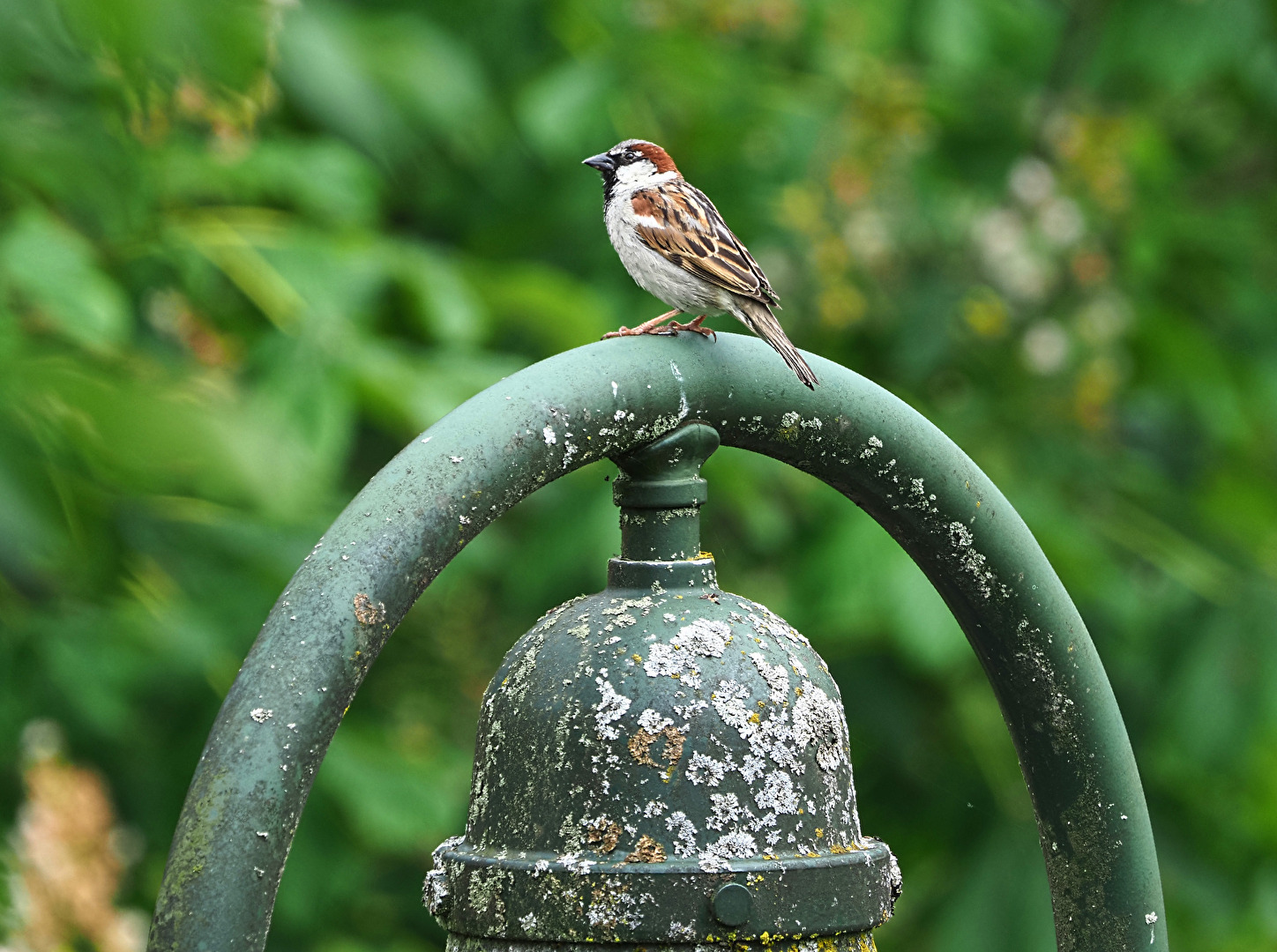 Spatz-en-klo