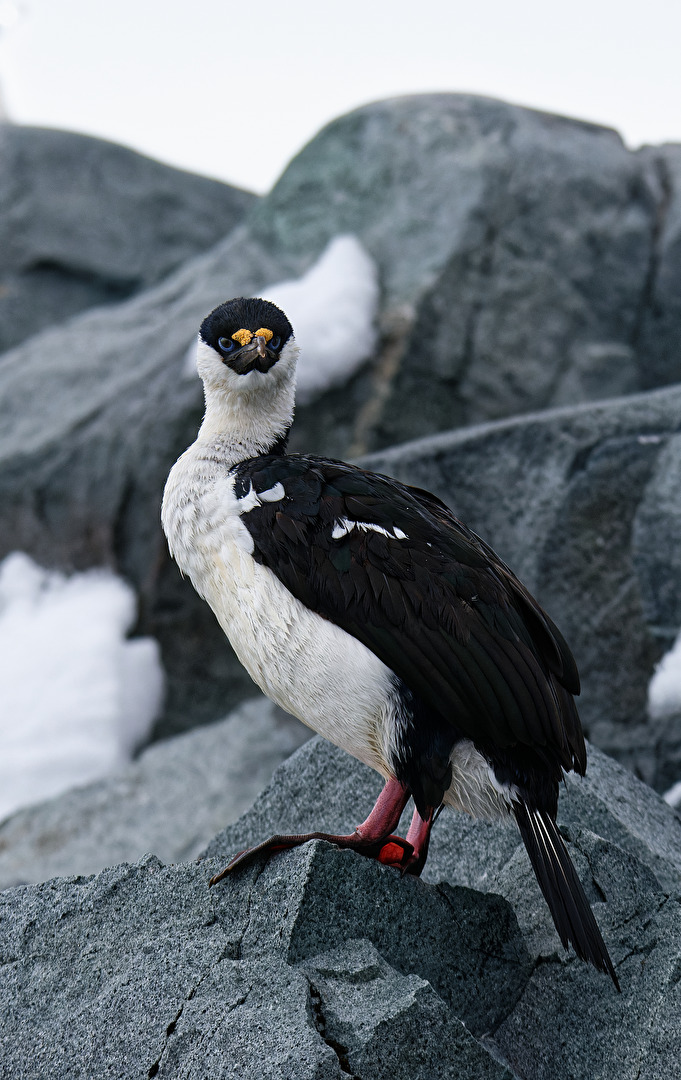 #Vögle Vogelportrait - antarktischer Kormoran oder Blauaugenscharbe ( Phalacrocorax atriceps)