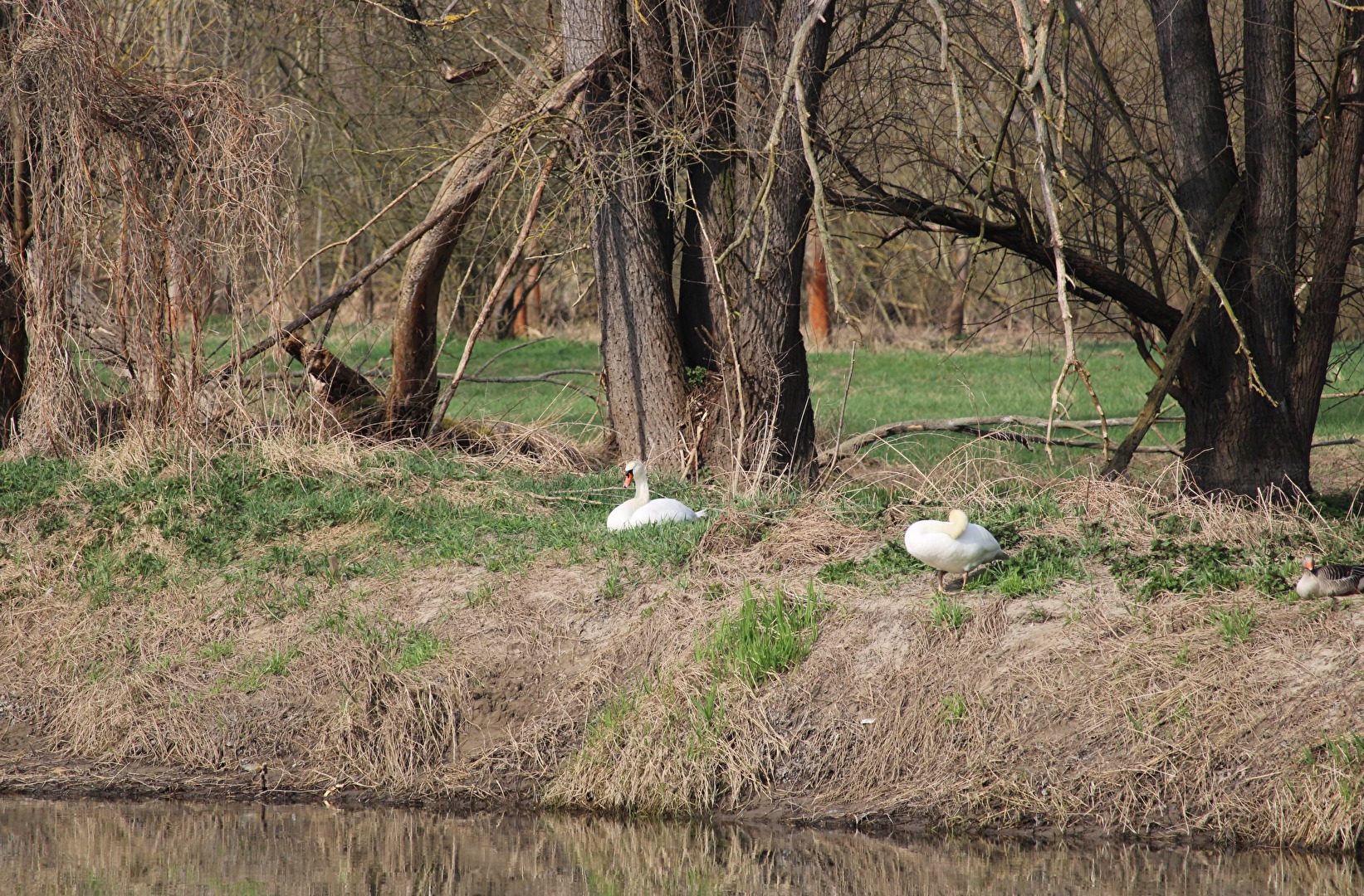 Höckerschwan und Graugans in der März-Sonne