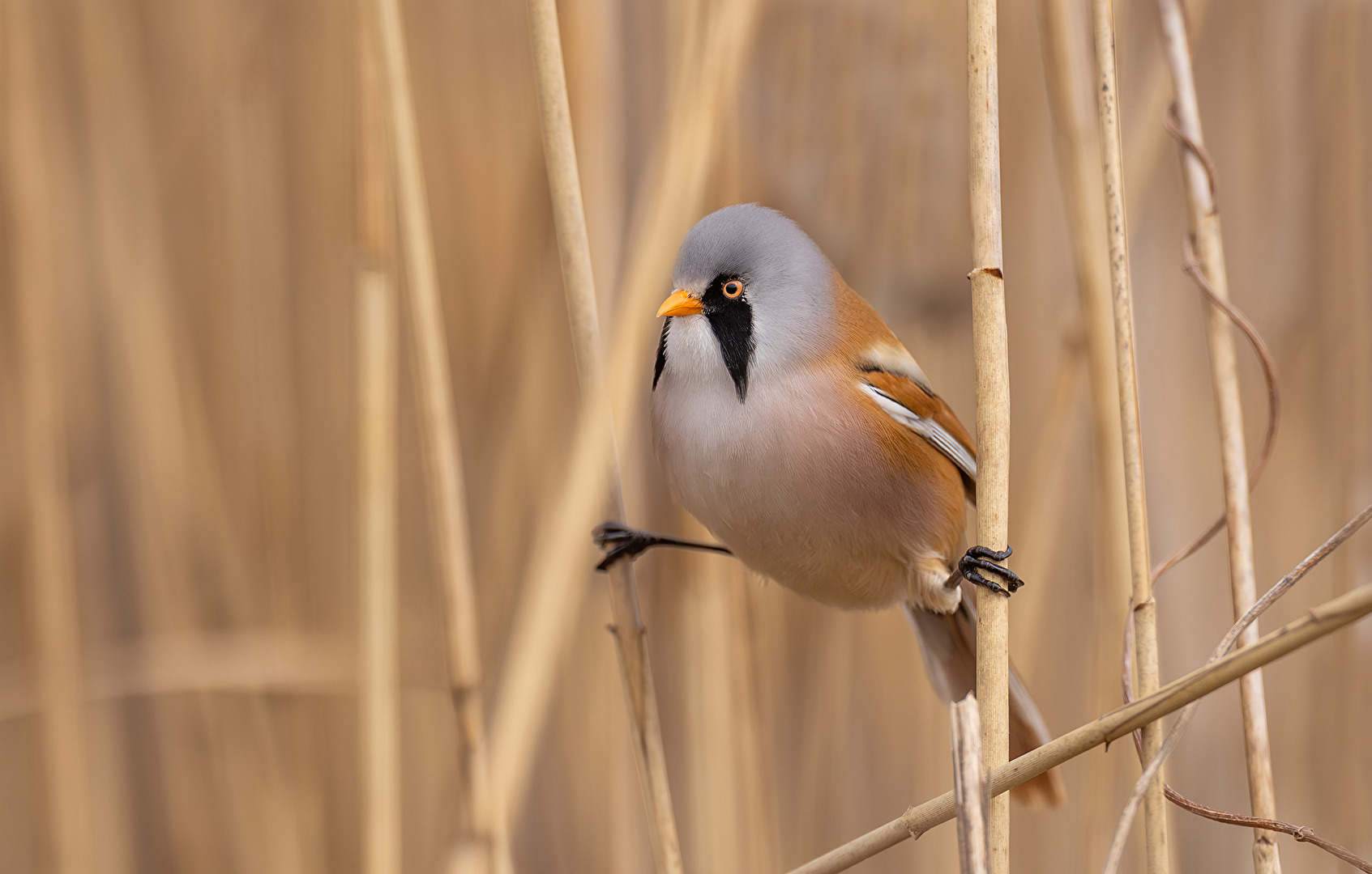 Bartmeise (Panurus biarmicus) macht Spagat.