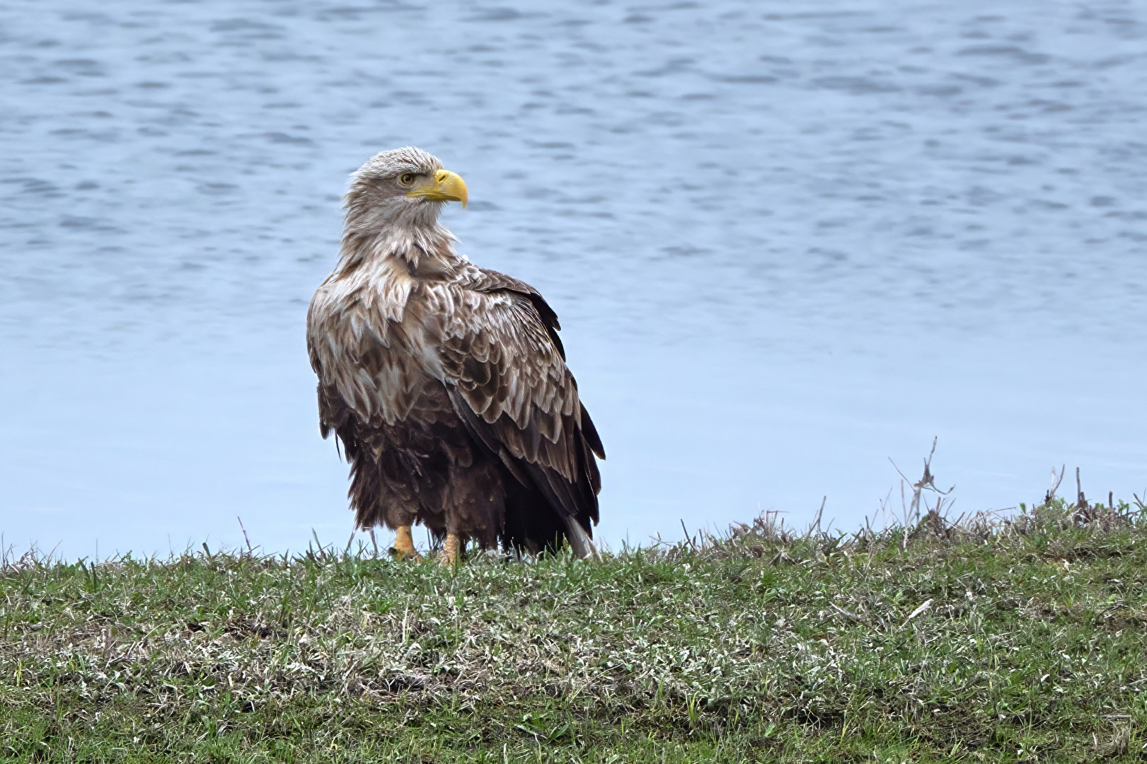 Der Chef (Seeadler) vom Gülper See