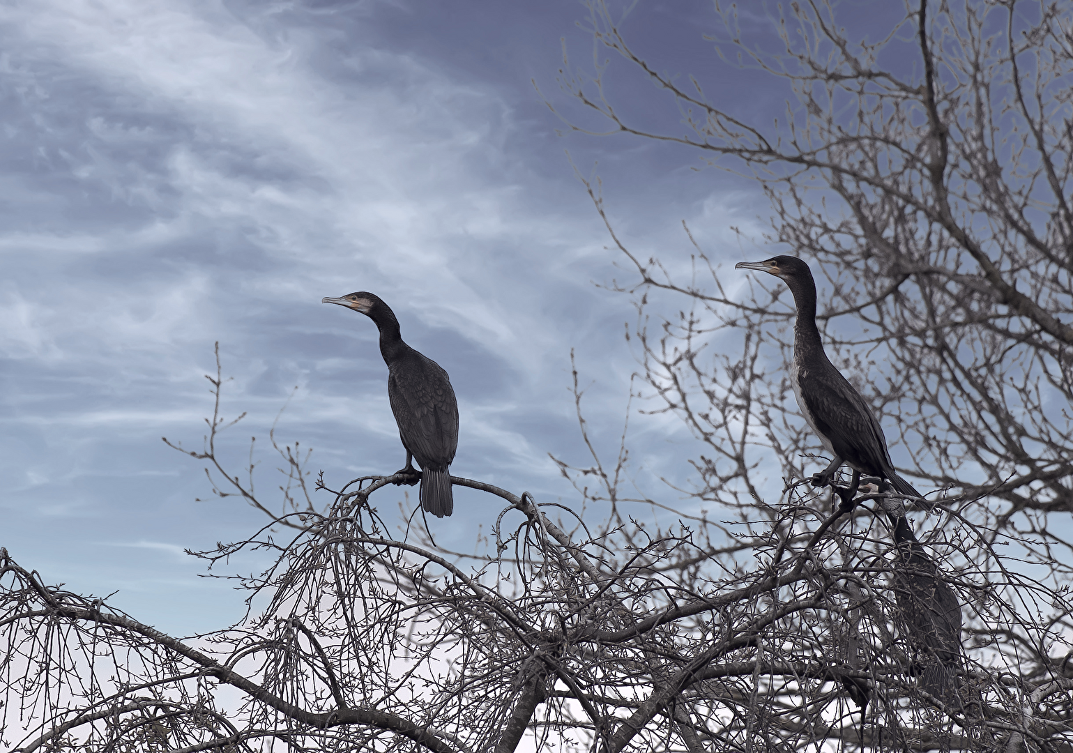 Cormorane auf Fischzug