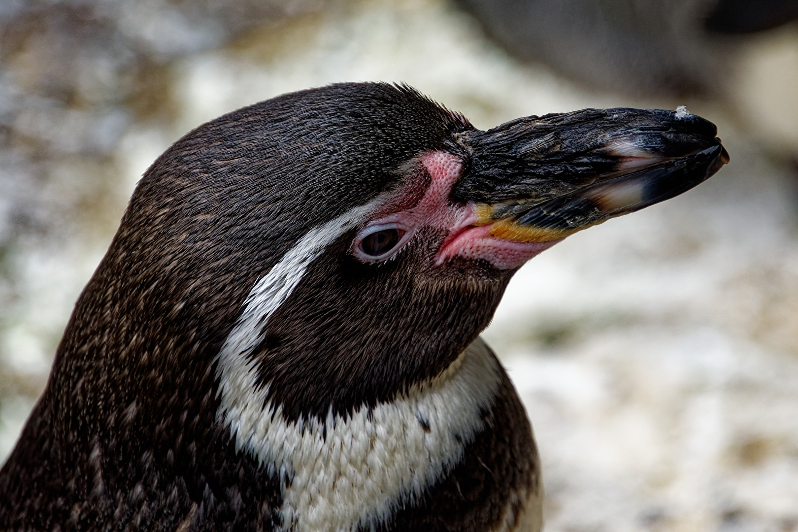 Pinguin