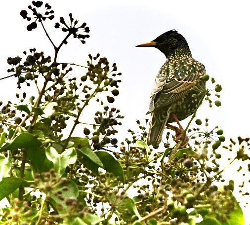 Amsel, Drossel Fink und ….