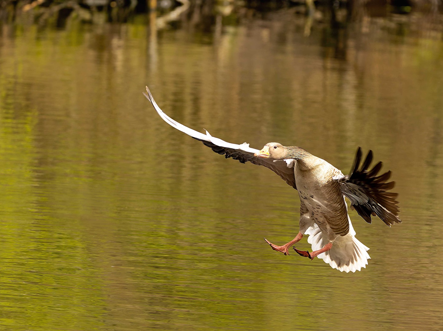 Eine Graugans  im Landeanflug