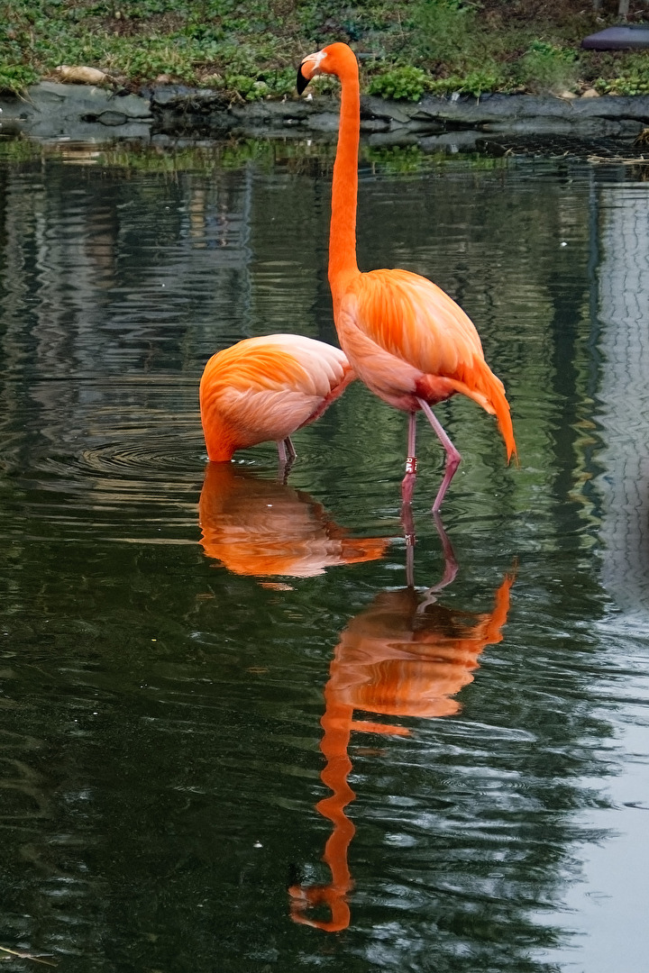 Flamingo