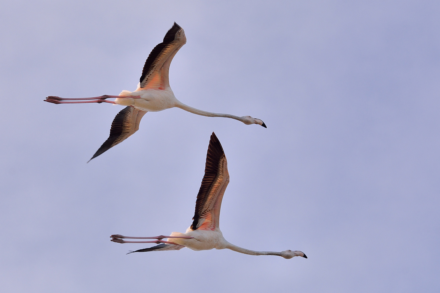 Flamingos