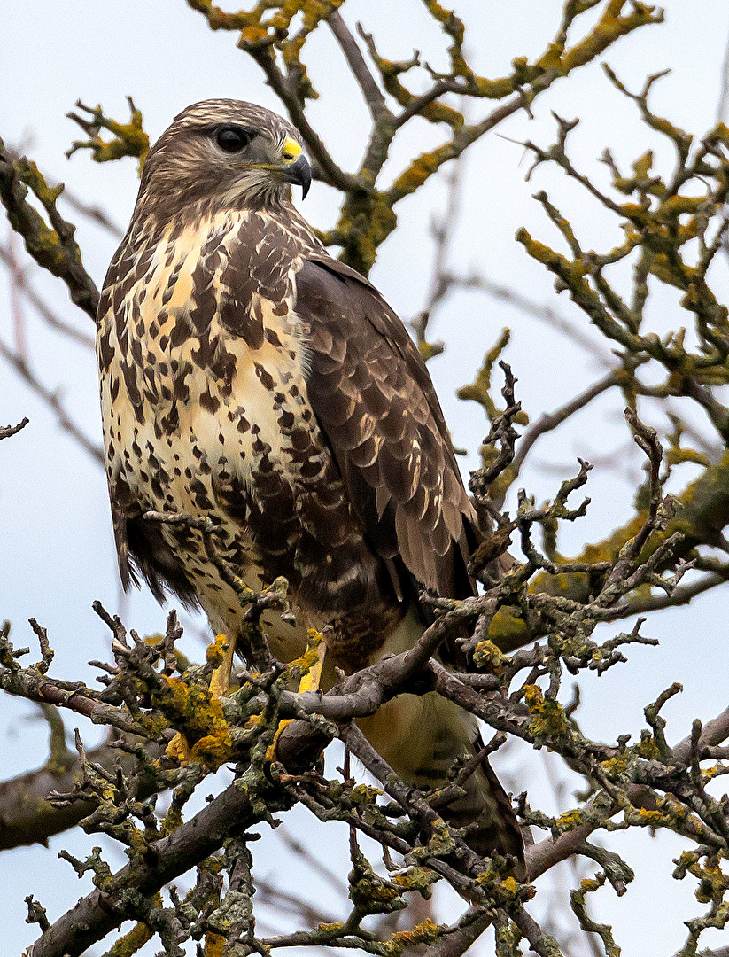 Bussard im Versteck