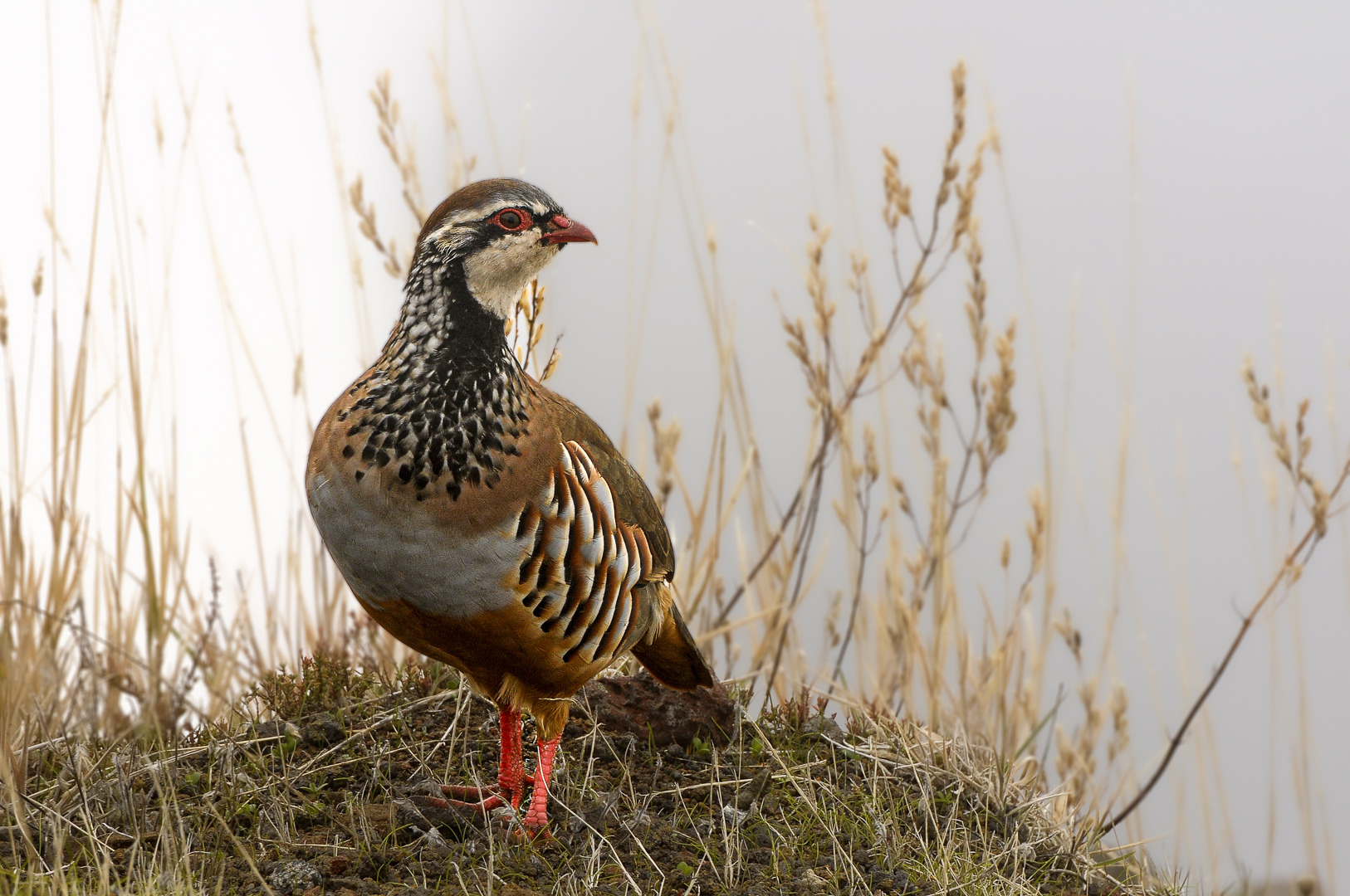 Das Felsenhuhn Alectoris graeca