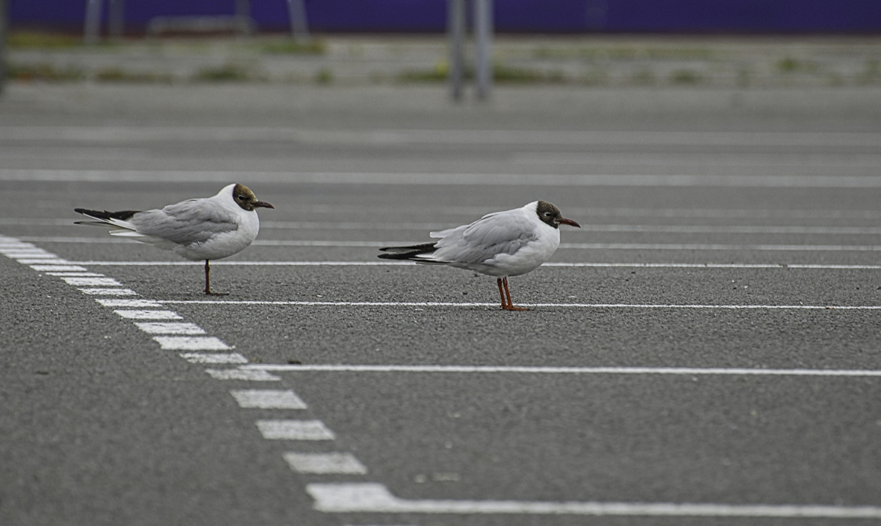 waiting for the ferry