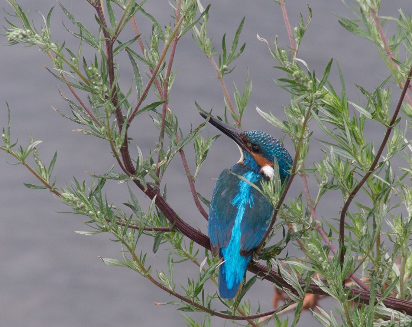 Eisvogel