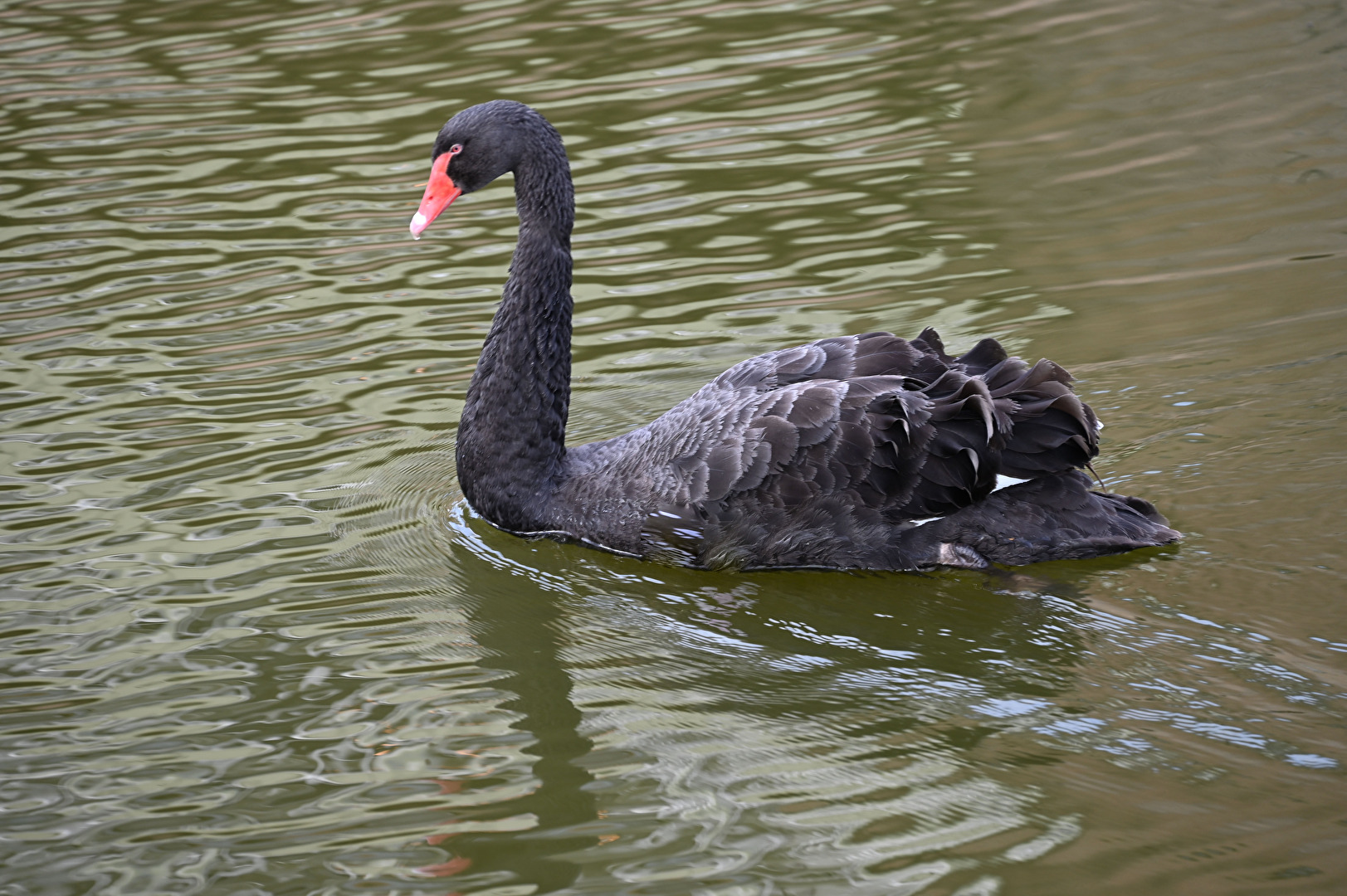 Der schwarze Schwan