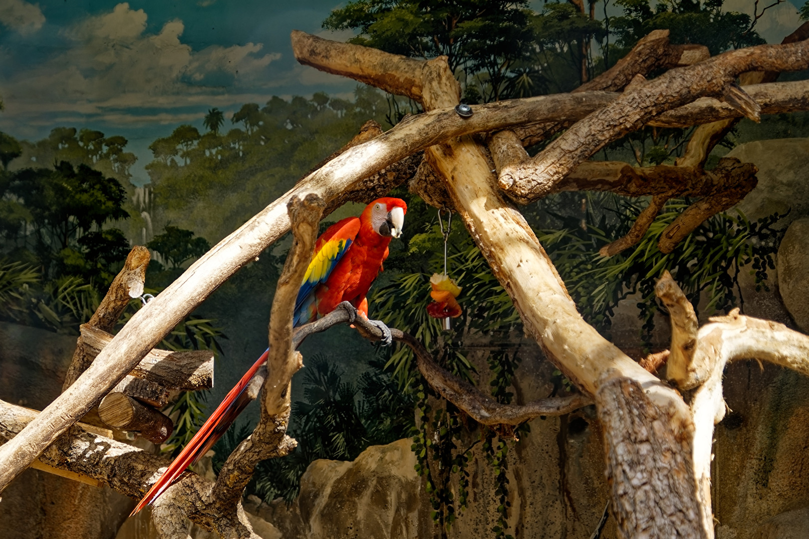 Scarlet Macaw