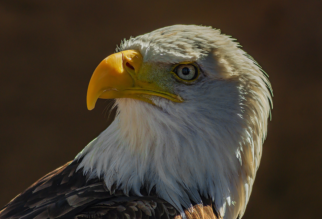 Weißkopfseeadler