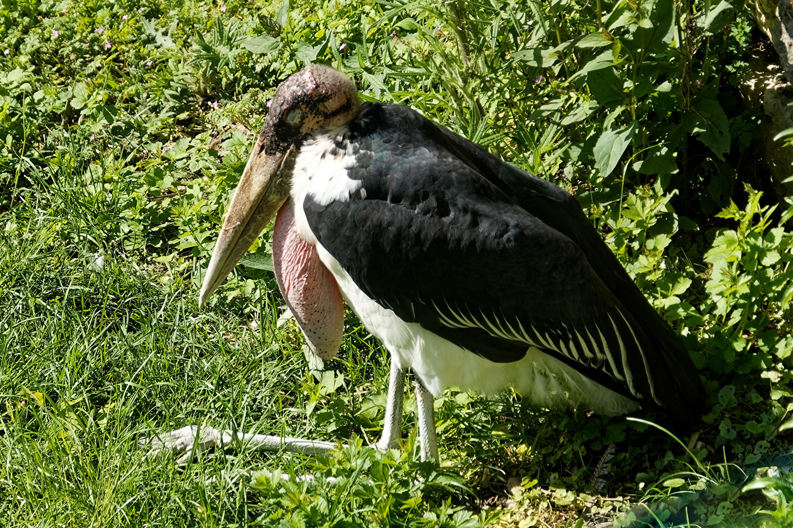 Marabu