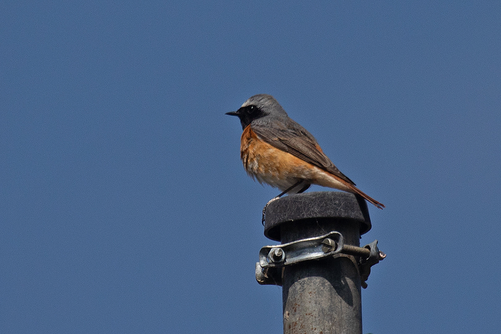 Gartenrotschwanz, der männliche Teil