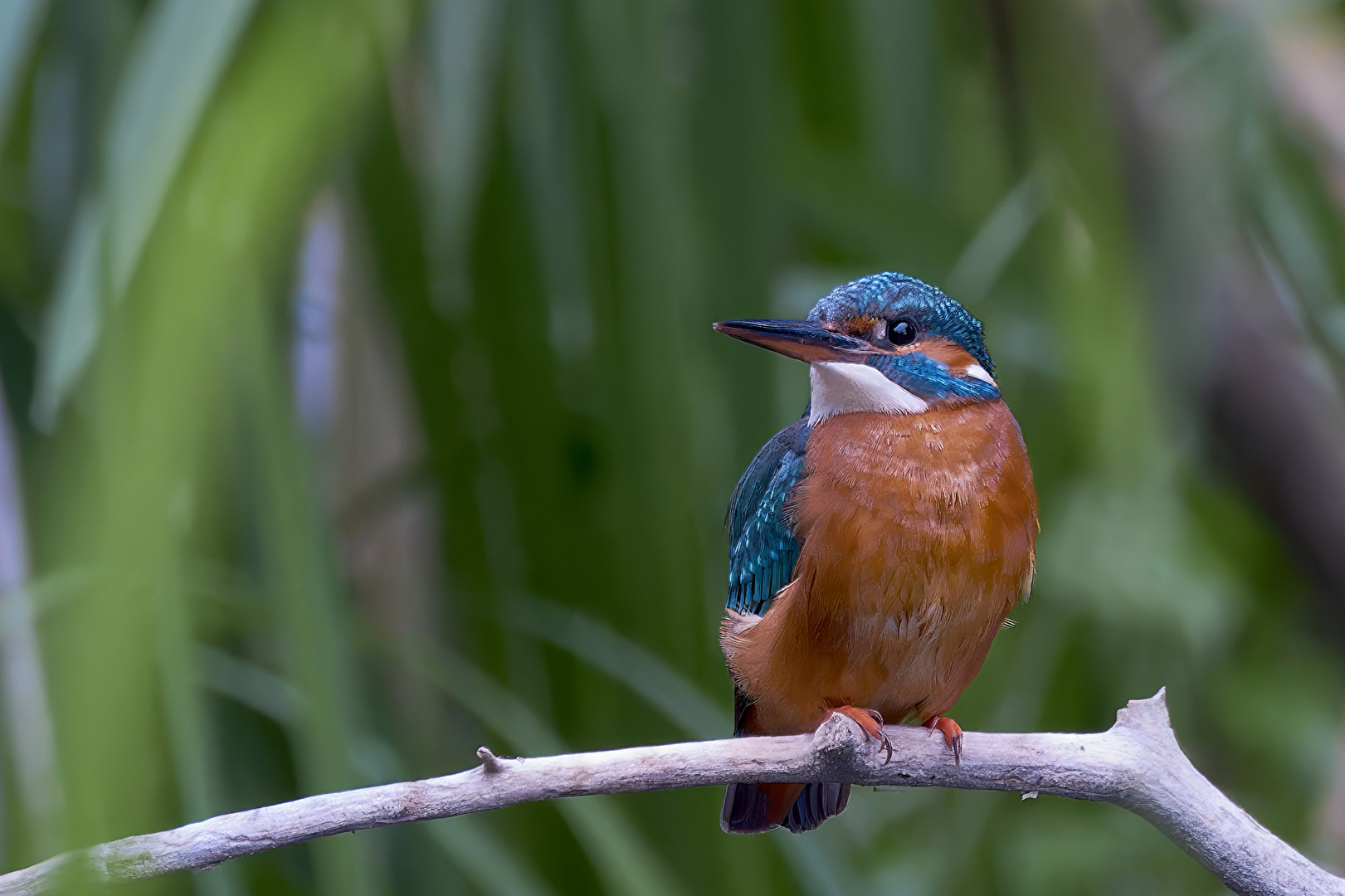 Eisvogel