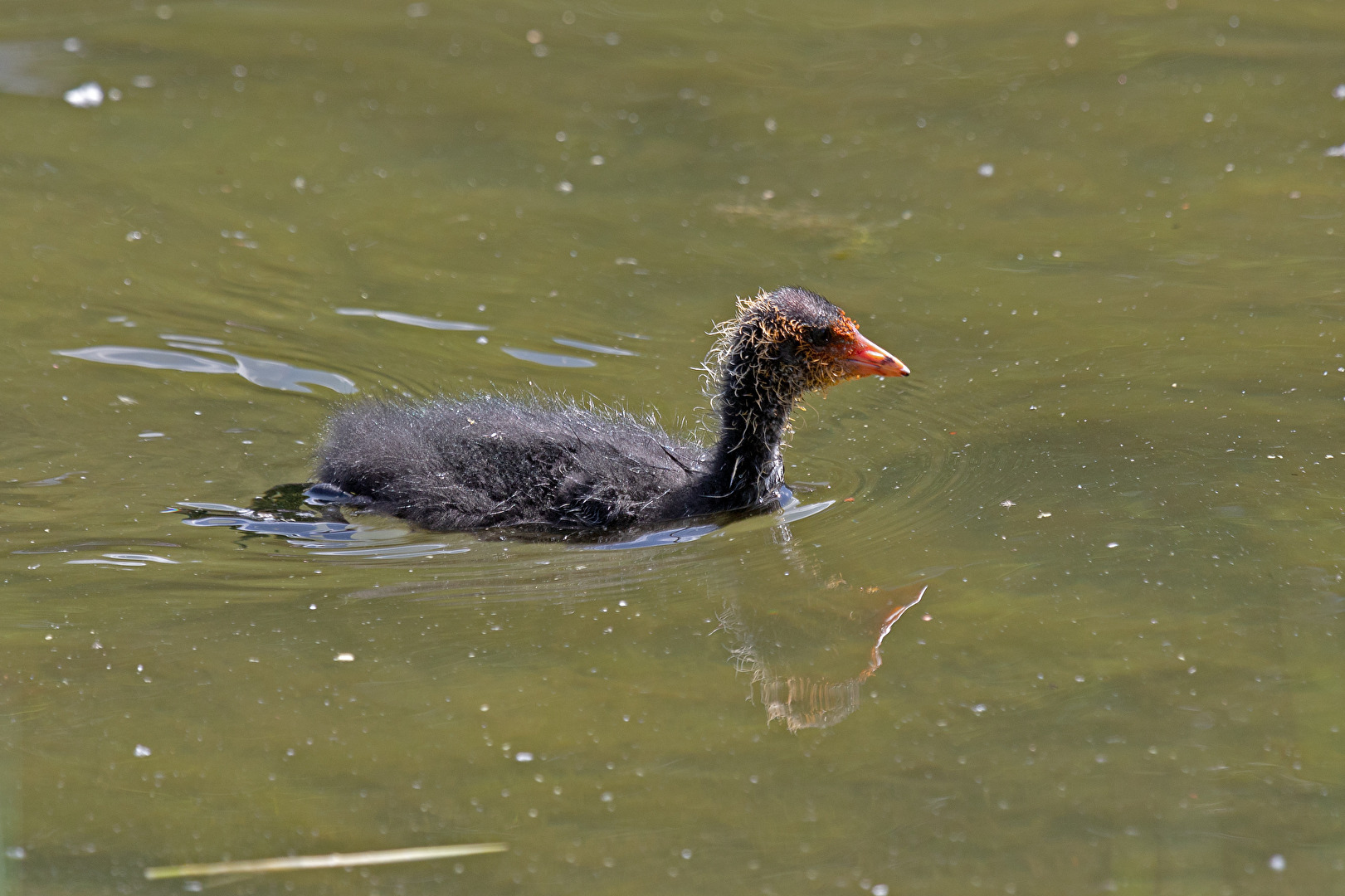 Nachwuchs bei den Blässhühnern