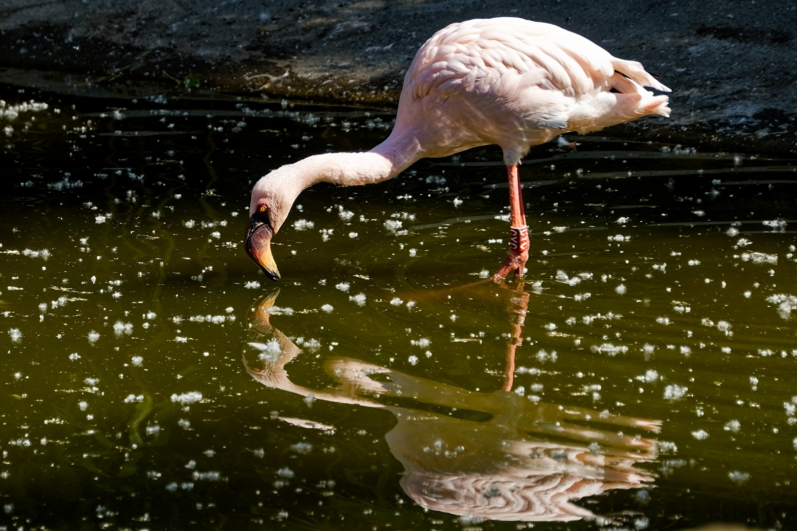 Flamingo
