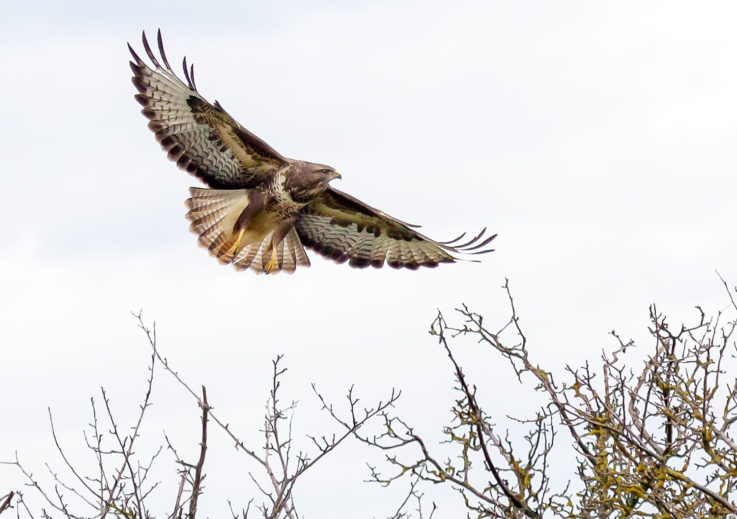 Bussard