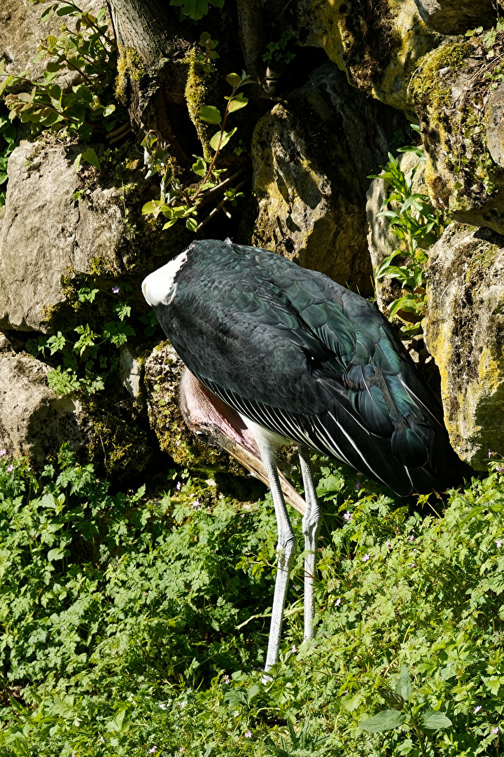 Marabu