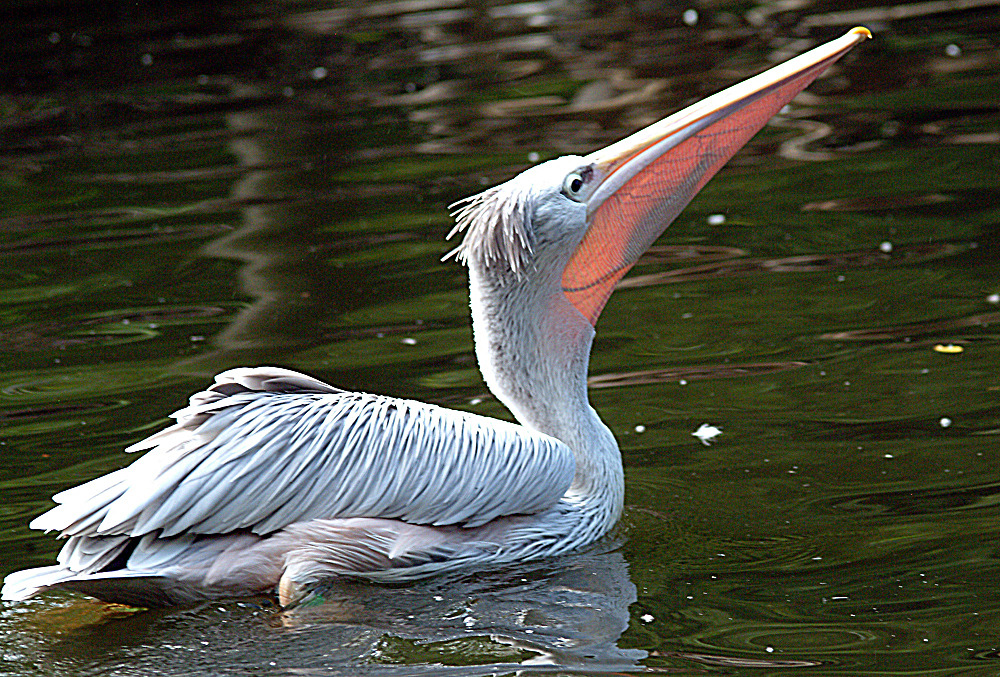 Fisch verschluck