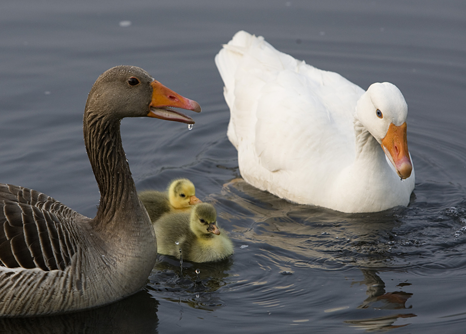 Gänsefamilie