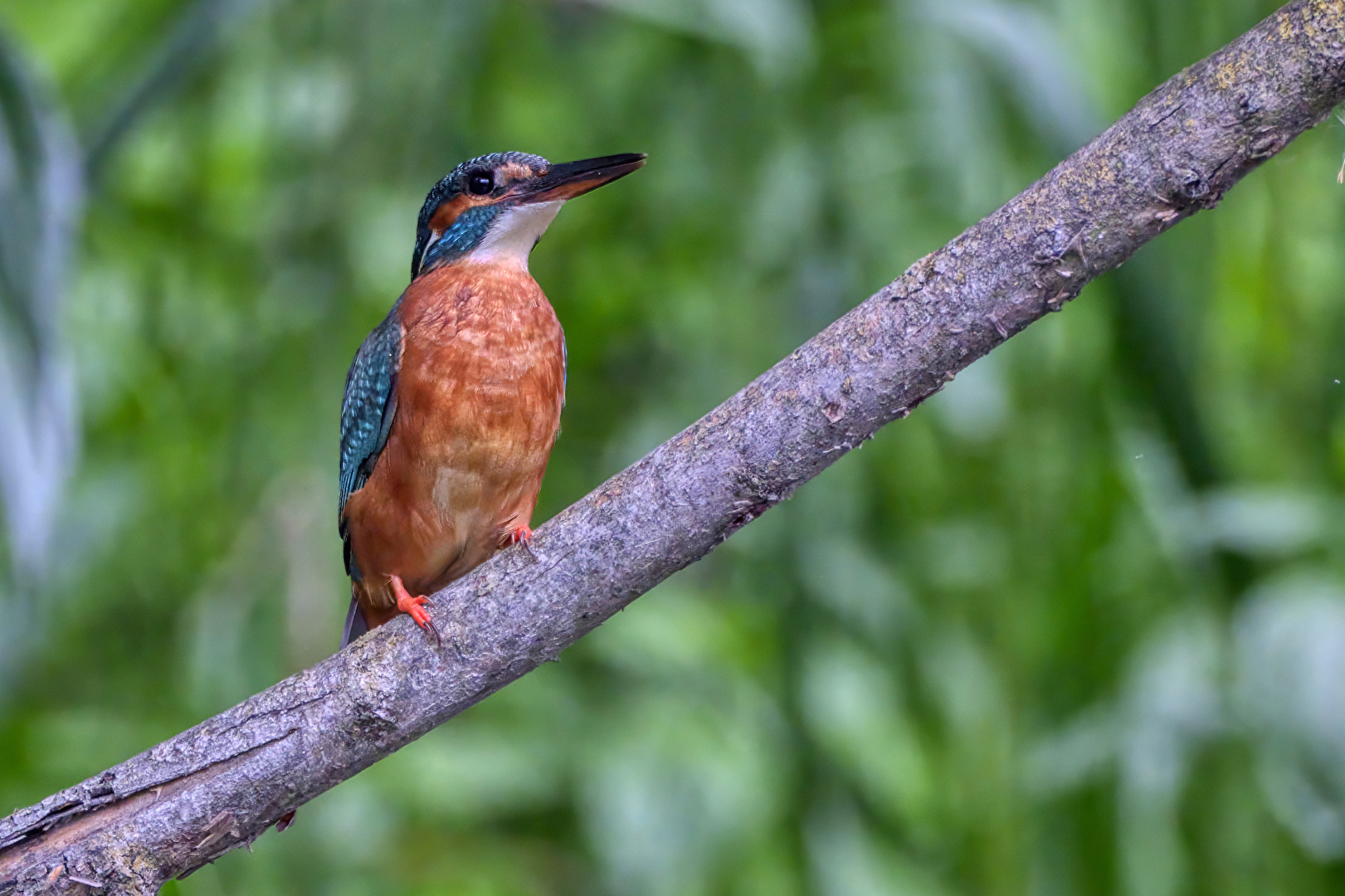 Eisvogel ♀