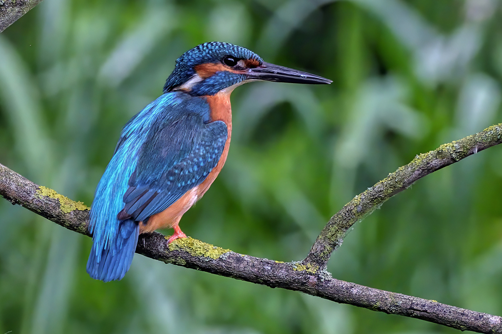 Eisvogel ♂