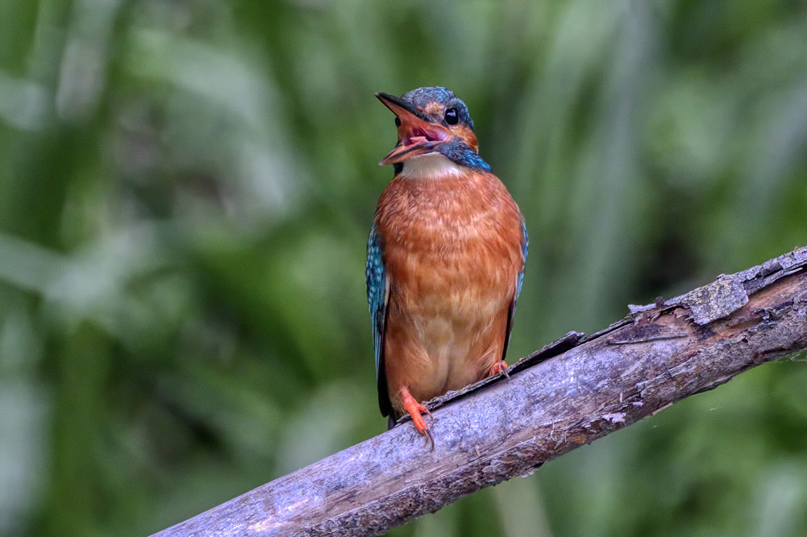 Eisvogel ♀