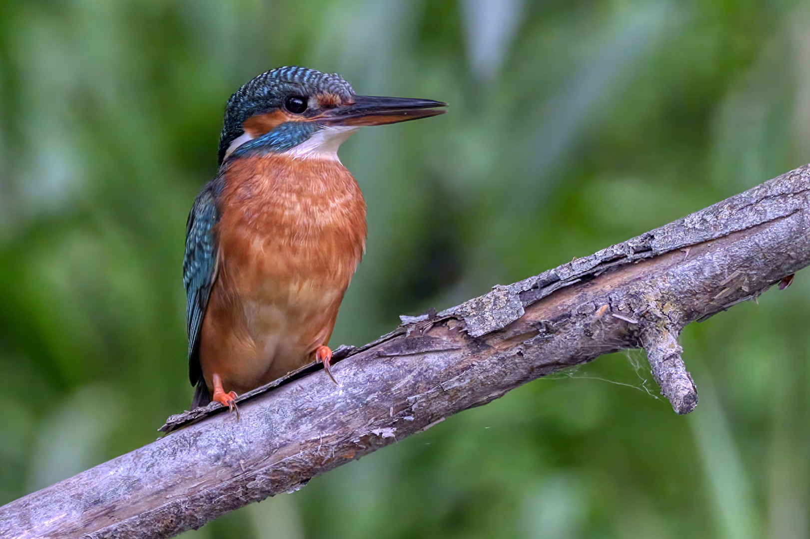 Eisvogel ♀