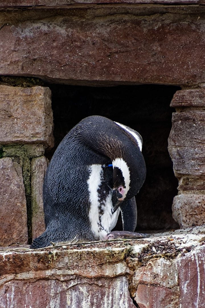 Pinguin