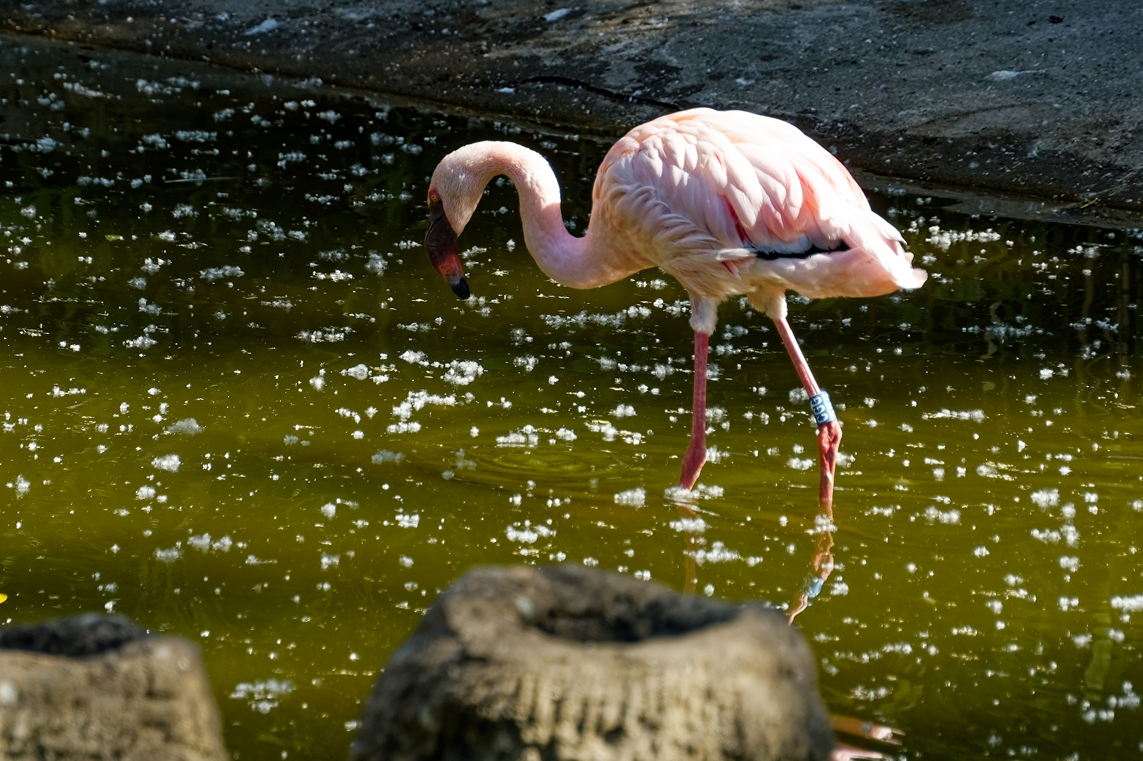 Flamingo