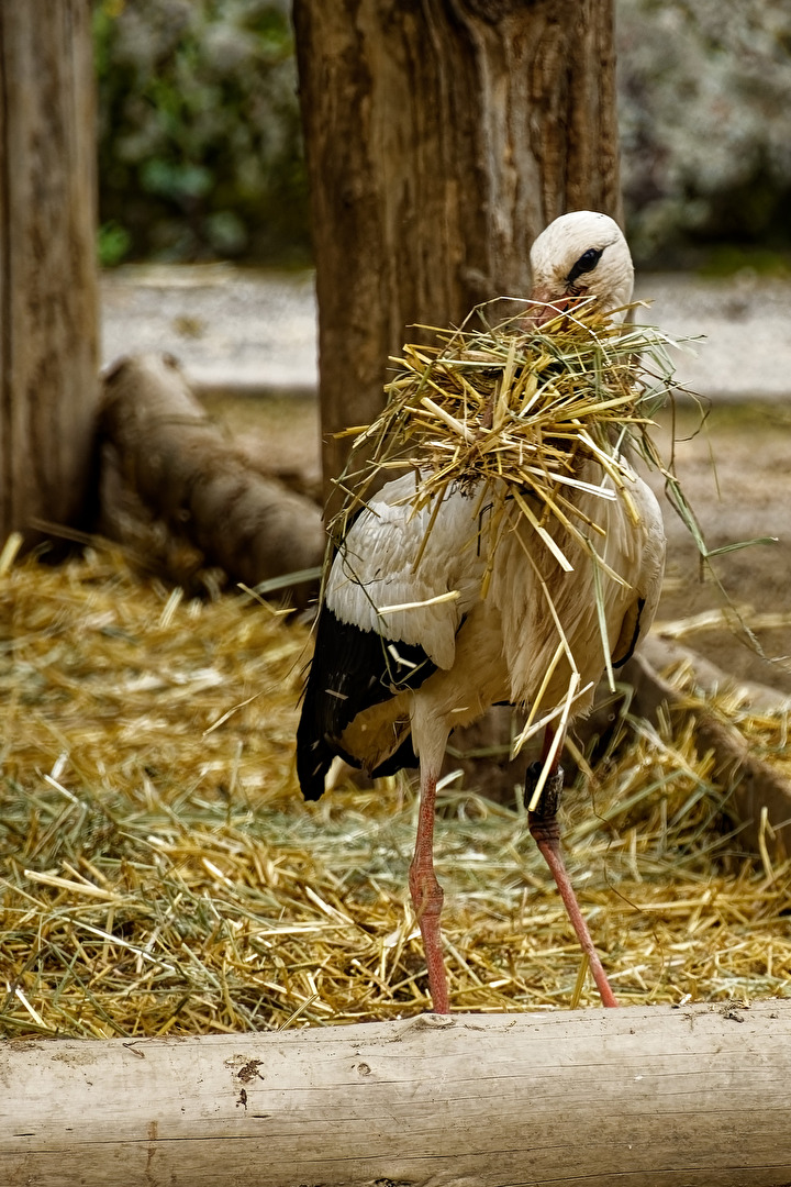Storch